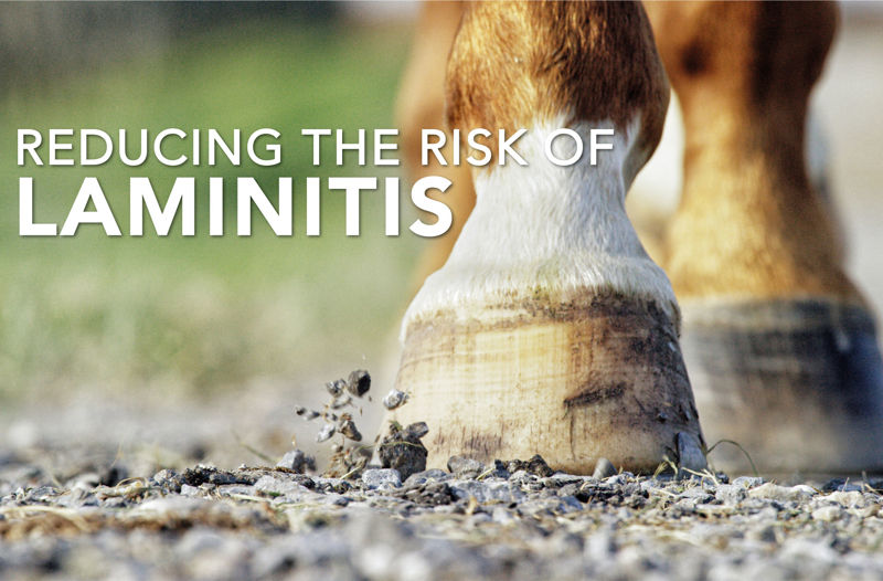 Equine Science Matters™ - Reducing the risk of Laminitis